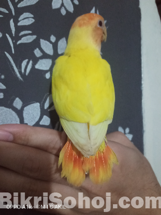 Red head opaline baby